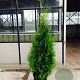 Thuja occ. 'Brabant' 150-175 cm met kluit