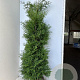 Thuja occ. 'Brabant' 150-175 cm met kluit