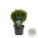 Thuja occ. 'Little Giant' 25-30 cm 3,5L