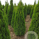 Thuja occ. 'Smaragd' 225-250 cm met kluit