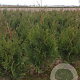 Thuja pl. 'Martin' 100-120 cm met kluit