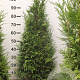 Thuja pl. 'Martin' 100-120 cm met kluit