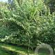 Acer buergerianum 400-450 cm draadkluit meerstammig