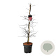 Acer pal. 'Garnet' 100-125 cm 14L