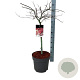 Acer pal. 'Garnet' 50 cm stam 14L