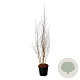 Betula utilis jacquemontii 175-200 cm 30L extra