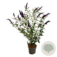 Buddleja d. 'Empire Blue' 100-125 cm 15L