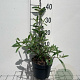 Buddleja d. 'Royal Red' GM 2,0L