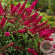 Buddleja d. 'Royal Red' GM 10L