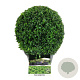 Buxus sempervirens 30 cm op 5,0L bol