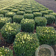 Buxus sempervirens 40 cm met kluit blok