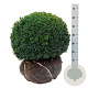 Buxus sempervirens 50-55 cm met kluit bol