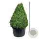 Buxus sempervirens 125-150 cm cont. 285L piramide