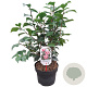 Camellia j. 'Bonomiana' 60-80 cm 5,0L