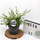 Ceanothus thyrsiflorus repens 40-60 cm 3,0L