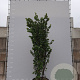 Cercis siliquastrum 300-350 cm draadkluit meerstammig