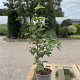 Fagus sylvatica 40-60 cm 2,5L