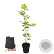Fagus sylvatica 60-80 cm 2,5L