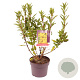 Forsythia int. Minigold 30-40 cm 3,0L