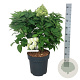 Hydrangea pan. Little Spooky 50-60 cm 15L