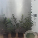 Ilex aquifolium 40-60 cm 2,0L
