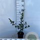 Ilex aquifolium 40-60 cm 2,0L