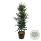 Ilex aquipernyi Dragon Lady 225-250 cm cont. 90L extra