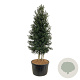 Ilex aquipernyi Dragon Lady 300-350 cm cont. 285L pir. op stam