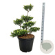 Ilex crenata 'Blondie' 60-80 cm cont. 55L multi bol