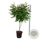Koelreuteria paniculata 150-175 cm 30L extra