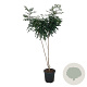 Koelreuteria paniculata 175-200 cm 30L extra
