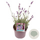 Lavandula ang. 'Hidcote' GM 2,0L