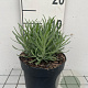 Lavandula ang. 'Munstead' GM 2,0L