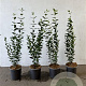 Ligustrum ovalifolium 40-60 cm 2,5L