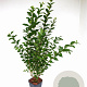 Ligustrum ovalifolium 80-100 cm 5,0L