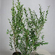 Ligustrum ovalifolium 80-100 cm 5,0L