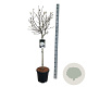 Magnolia stellata 80 cm stam 15L
