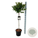 Magnolia stellata 80 cm stam 15L