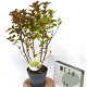 Physocarpus op. Little Leena 40-60 cm 3,0L