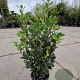 Quercus ilex 60-80 cm 3,0L