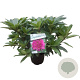 Rhododendron 'Anah Kruschke' 30-40 cm 5,0L struik