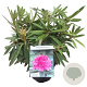 Rhododendron (AC) 'Anna' 30-40 cm 5,0L struik