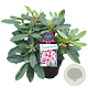 Rhododendron Belami 30-40 cm 5,0L struik