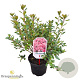 Rhododendron (AJ) 'Blaauw's Pink' 20-25 cm 2,0L