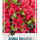 Rhododendron (AJ) Geisha Red 25-30 cm 4,0L