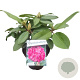 Rhododendron 'Germania' 30-40 cm 5,0L struik