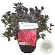 Rhododendron (AJ) 'Little Red' 25-30 cm 4,0L