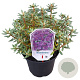 Rhododendron russatum 25-30 cm 3,5L