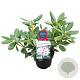 Rhododendron (AC) 'Schneeauge' 30-40 cm 5,0L struik