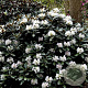 Rhododendron 'Silbervelours' 30-40 cm 5,0L struik